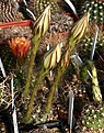 Нажмите на изображение для увеличения.

Название:	Echinopsis_IMG_1207.jpg
Просмотров:	160
Размер:	180.5 Кб
ID:	332866