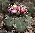 Нажмите на изображение для увеличения.

Название:	Gymnocalycium_schuetzianum_FR430.jpg
Просмотров:	167
Размер:	220.4 Кб
ID:	332868