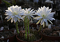 Нажмите на изображение для увеличения.

Название:	Echinopsis_subdenudata_L943.jpg
Просмотров:	129
Размер:	200.1 Кб
ID:	332869