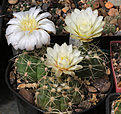 Нажмите на изображение для увеличения.

Название:	Gymnocalycium_ourselianum_G321_.jpg
Просмотров:	153
Размер:	197.0 Кб
ID:	332870