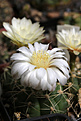 Нажмите на изображение для увеличения.

Название:	Gymnocalycium_ourselianum_G321+.jpg
Просмотров:	153
Размер:	215.4 Кб
ID:	332871