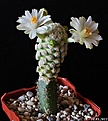 Нажмите на изображение для увеличения.

Название:	Mammillaria theresae f. albiflora..jpg
Просмотров:	151
Размер:	160.2 Кб
ID:	332873