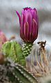 Нажмите на изображение для увеличения.

Название:	Echinocereus_morricalii_.jpg
Просмотров:	148
Размер:	212.7 Кб
ID:	332899