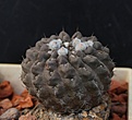 Нажмите на изображение для увеличения.

Название:	Neochilenia occulta_5y_13.jpg
Просмотров:	138
Размер:	86.1 Кб
ID:	332903