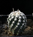 Нажмите на изображение для увеличения.

Название:	Sclerocactus pubispinus RP129_2y_1178.jpg
Просмотров:	260
Размер:	91.5 Кб
ID:	332904