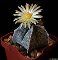 Нажмите на изображение для увеличения.

Название:	Astrophytum myriostigma.jpg
Просмотров:	161
Размер:	184.5 Кб
ID:	332936