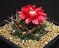 Нажмите на изображение для увеличения.

Название:	Gymnocalycium_tillianum_WR227_IMG_1275.jpg
Просмотров:	163
Размер:	191.8 Кб
ID:	332947