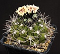 Нажмите на изображение для увеличения.

Название:	Gymnocalycium_millaresii_JO416_IMG_1281.jpg
Просмотров:	170
Размер:	179.5 Кб
ID:	332948