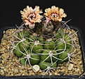 Нажмите на изображение для увеличения.

Название:	Gymnocalycium_riograndense_M87_IMG_1292.jpg
Просмотров:	167
Размер:	180.2 Кб
ID:	332949