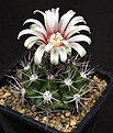 Нажмите на изображение для увеличения.

Название:	Gymnocalycium_valnicekianum_VG-1084_IMG_1298.jpg
Просмотров:	161
Размер:	155.8 Кб
ID:	332950