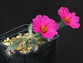 Нажмите на изображение для увеличения.

Название:	Portulaca_eruca_VG-1248_IMG_1310.jpg
Просмотров:	235
Размер:	116.4 Кб
ID:	332953