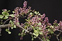 Нажмите на изображение для увеличения.

Название:	Portulacaria_afra_IMG_1315.jpg
Просмотров:	236
Размер:	245.1 Кб
ID:	332954