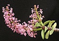 Нажмите на изображение для увеличения.

Название:	Portulacaria_afra_IMG_1321.jpg
Просмотров:	230
Размер:	195.9 Кб
ID:	332955