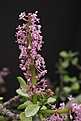 Нажмите на изображение для увеличения.

Название:	Portulacaria_afra_IMG_1334.jpg
Просмотров:	233
Размер:	144.1 Кб
ID:	332956