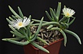 Нажмите на изображение для увеличения.

Название:	Cylindrophyllum_comptonii_IMG_1351.jpg
Просмотров:	187
Размер:	163.1 Кб
ID:	332959