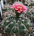 Нажмите на изображение для увеличения.

Название:	Gymnocalycium_carminanthum_P133.jpg
Просмотров:	127
Размер:	191.8 Кб
ID:	332965