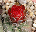 Нажмите на изображение для увеличения.

Название:	Gymnocalycium_sanguiniflorum_STO135.jpg
Просмотров:	138
Размер:	235.9 Кб
ID:	332966