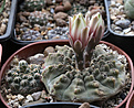 Нажмите на изображение для увеличения.

Название:	Gymnocalycium_stellatum_VG1248.jpg
Просмотров:	135
Размер:	189.7 Кб
ID:	332967