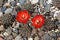 Нажмите на изображение для увеличения.

Название:	Rebutia_pygmaea_iscayachensis_WR335b.jpg
Просмотров:	149
Размер:	158.9 Кб
ID:	332978