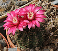 Нажмите на изображение для увеличения.

Название:	Gymnocalycium_baldianum.jpg
Просмотров:	228
Размер:	202.2 Кб
ID:	333023