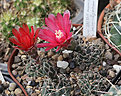 Нажмите на изображение для увеличения.

Название:	Gymnocalycium_baldianum_VG075.jpg
Просмотров:	224
Размер:	232.5 Кб
ID:	333024