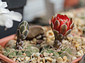 Нажмите на изображение для увеличения.

Название:	Gymnocalycium_sanguiniflorum_STO135.jpg
Просмотров:	210
Размер:	177.9 Кб
ID:	333025