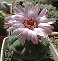 Нажмите на изображение для увеличения.

Название:	Gymnocalycium_zegarrae.jpg
Просмотров:	122
Размер:	197.1 Кб
ID:	333029