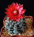 Нажмите на изображение для увеличения.

Название:	Gymnocalycium baldianum..JPG
Просмотров:	165
Размер:	162.5 Кб
ID:	333034