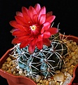 Нажмите на изображение для увеличения.

Название:	Gymnocalycium baldianum.JPG
Просмотров:	158
Размер:	166.4 Кб
ID:	333035