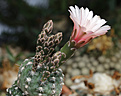 Нажмите на изображение для увеличения.

Название:	Gymnocalycium_nataliae_GN88-94.jpg
Просмотров:	142
Размер:	247.7 Кб
ID:	333047