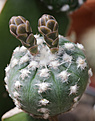 Нажмите на изображение для увеличения.

Название:	Gymnocalycium_nataliae_GN88-94_.jpg
Просмотров:	148
Размер:	207.3 Кб
ID:	333048