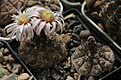 Нажмите на изображение для увеличения.

Название:	Gymnocalycium_riojense_VG400_.jpg
Просмотров:	146
Размер:	210.7 Кб
ID:	333049