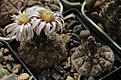 Нажмите на изображение для увеличения.

Название:	Gymnocalycium_riojense_VG400_.jpg
Просмотров:	133
Размер:	210.7 Кб
ID:	333049