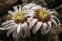 Нажмите на изображение для увеличения.

Название:	Gymnocalycium_riojense_VG400.jpg
Просмотров:	145
Размер:	211.8 Кб
ID:	333050