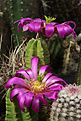 Нажмите на изображение для увеличения.

Название:	Echinocereus_morricalii.jpg
Просмотров:	141
Размер:	209.9 Кб
ID:	333052