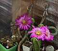 Нажмите на изображение для увеличения.

Название:	Echinocereus_morricalii_.jpg
Просмотров:	137
Размер:	210.6 Кб
ID:	333053