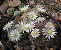 Нажмите на изображение для увеличения.

Название:	Mammillaria_duwei_f_P358.jpg
Просмотров:	142
Размер:	220.9 Кб
ID:	333054