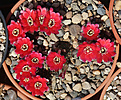 Нажмите на изображение для увеличения.

Название:	Rebutia_pygmaea_violescens_WR295.jpg
Просмотров:	144
Размер:	193.9 Кб
ID:	333055