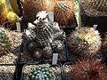 Нажмите на изображение для увеличения.

Название:	IMG_0377.JPG
Просмотров:	114
Размер:	254.8 Кб
ID:	333074