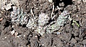 Нажмите на изображение для увеличения.

Название:	Opuntia fragilis v.brachyantha_5.13.jpg
Просмотров:	188
Размер:	142.3 Кб
ID:	333082