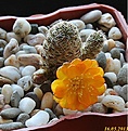 Нажмите на изображение для увеличения.

Название:	Sulcorebutia tarabucoensis v.aureiflora JK189 Sucre-Tarabuco km54.JPG
Просмотров:	149
Размер:	186.1 Кб
ID:	333092