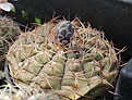Нажмите на изображение для увеличения.

Название:	Gymnocalycium_ferrari_VG08-665.jpg
Просмотров:	146
Размер:	208.9 Кб
ID:	333101