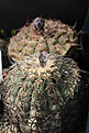 Нажмите на изображение для увеличения.

Название:	Gymnocalycium_spegazinnii_VG090-356.jpg
Просмотров:	143
Размер:	178.6 Кб
ID:	333102