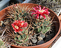 Нажмите на изображение для увеличения.

Название:	Gymnocalycium_tillianum_WR227.jpg
Просмотров:	127
Размер:	204.2 Кб
ID:	333103