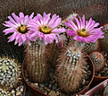 Нажмите на изображение для увеличения.

Название:	Echinocereus_reichenbachii_baileyi_aff.jpg
Просмотров:	145
Размер:	211.9 Кб
ID:	333104