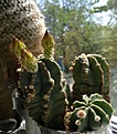 Нажмите на изображение для увеличения.

Название:	Echinocereus_subinermis.jpg
Просмотров:	145
Размер:	241.6 Кб
ID:	333113