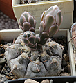 Нажмите на изображение для увеличения.

Название:	Gymnocalycium_prohazkianum_RUS-047.jpg
Просмотров:	147
Размер:	193.1 Кб
ID:	333116