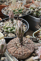 Нажмите на изображение для увеличения.

Название:	Gymnocalycium_riojense_sanjuanense_VG1140.jpg
Просмотров:	148
Размер:	194.0 Кб
ID:	333117