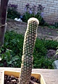 Нажмите на изображение для увеличения.

Название:	Echinocereus reichenbachii MAO-0005_6.12_4y1.JPG
Просмотров:	298
Размер:	126.3 Кб
ID:	333118
