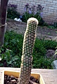 Нажмите на изображение для увеличения.

Название:	Echinocereus reichenbachii MAO-0005_6.12_4y1.JPG
Просмотров:	264
Размер:	126.3 Кб
ID:	333118